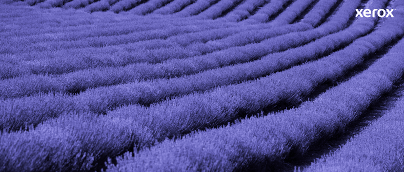 Xerox Toner zwart 2.5K – Phaser 6510/WorkCentre 6515