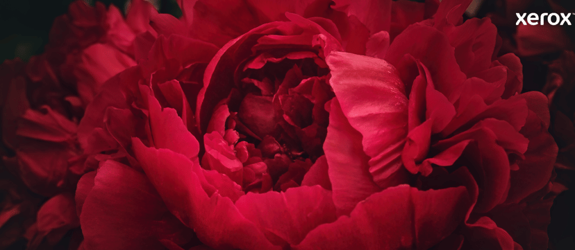 Xerox Versalink C7000 Gul Toner 10.1K