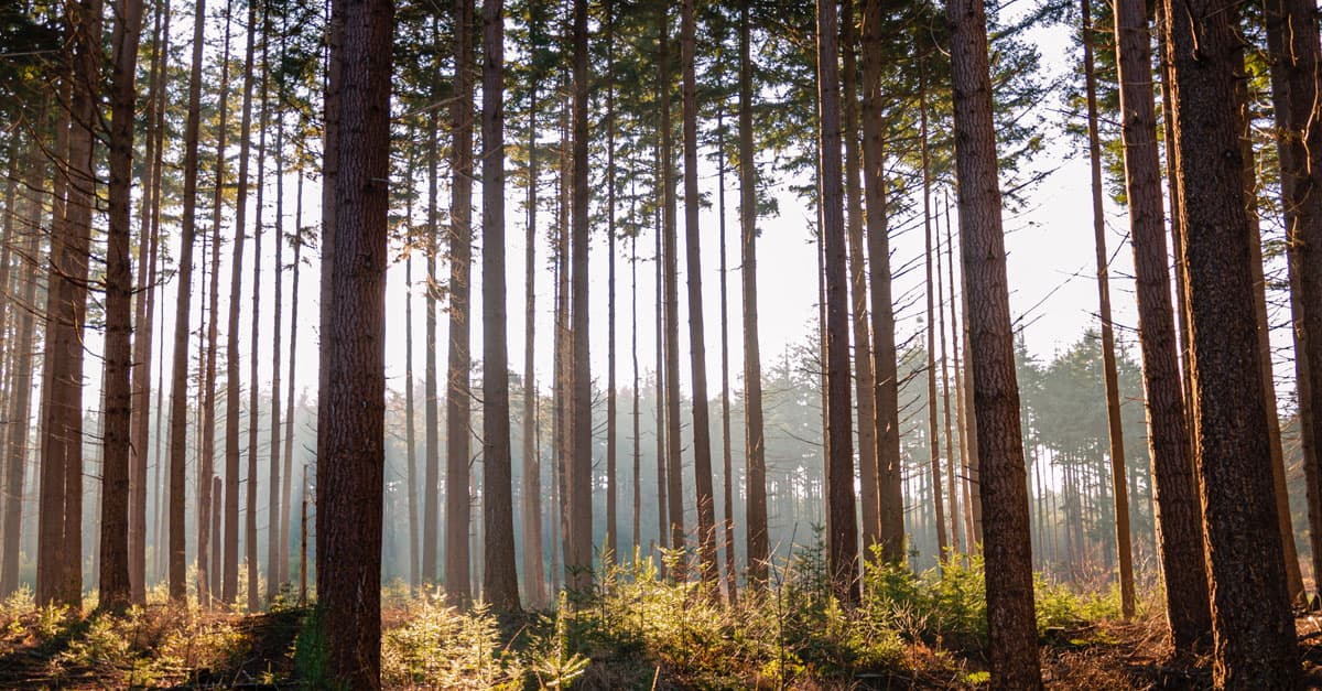 Forest